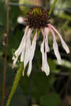 Sanguine purple coneflower